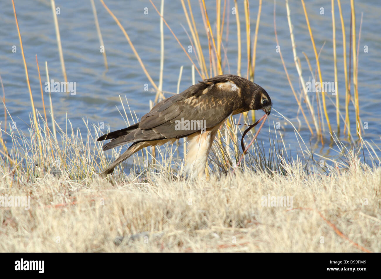 Female Northern Harrier, (Circus cyaneus), feeding at Bosque del Apache National Wildlife Refuge, Socorro co., New Mexico, USA. Stock Photo