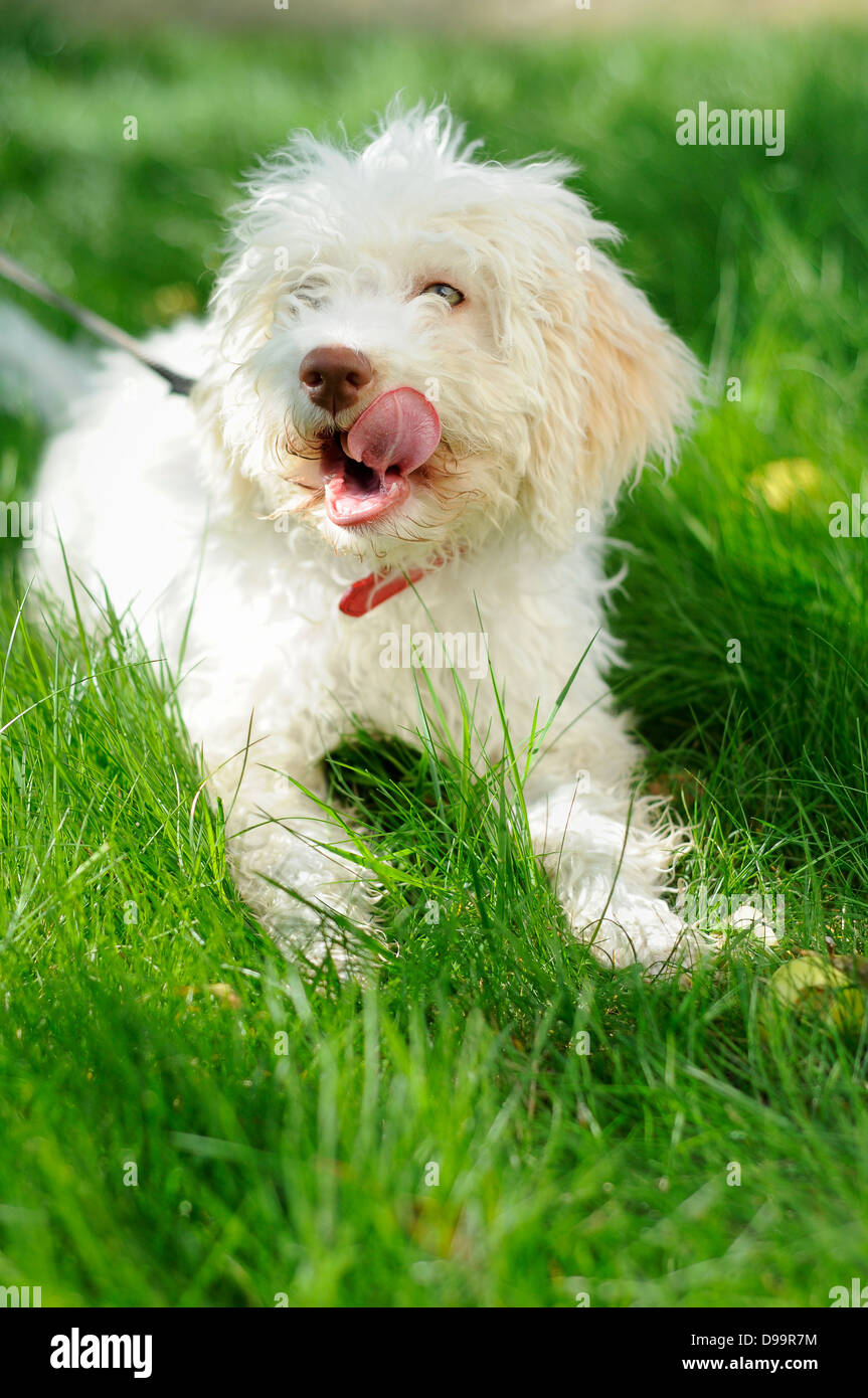 Licking its chops hires stock photography and images Alamy