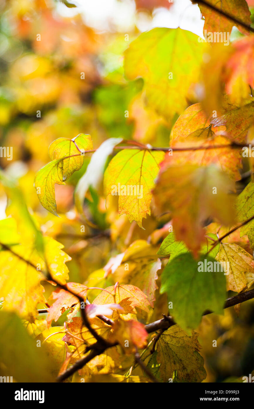 Colourful autumnal leaves Stock Photo