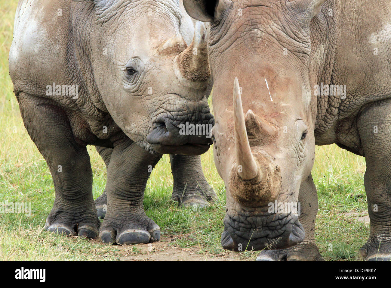 White Rhino (Ceratotherium Simum) Couple, Lake Nakuru, Kenya Stock Photo