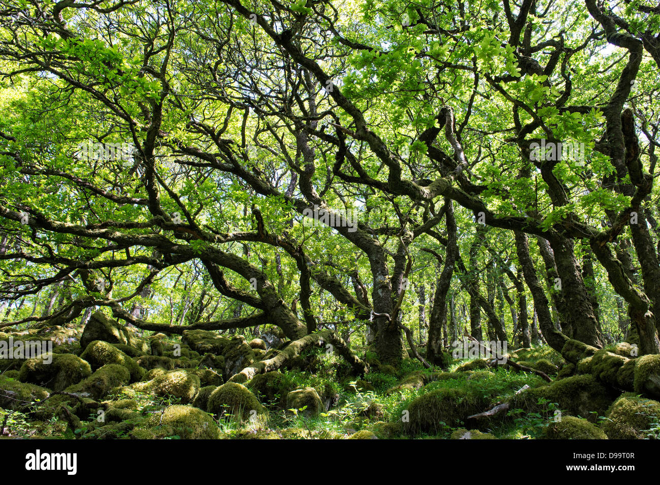 Old Oak Trees. Venford brook. Dartmoor, Devon, England Stock Photo