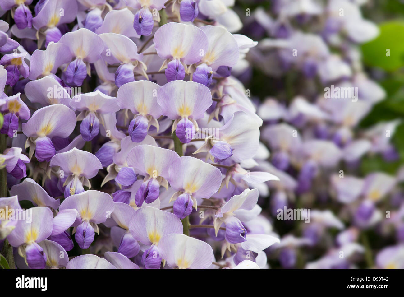 Flowering Wisteria floribunda Stock Photo