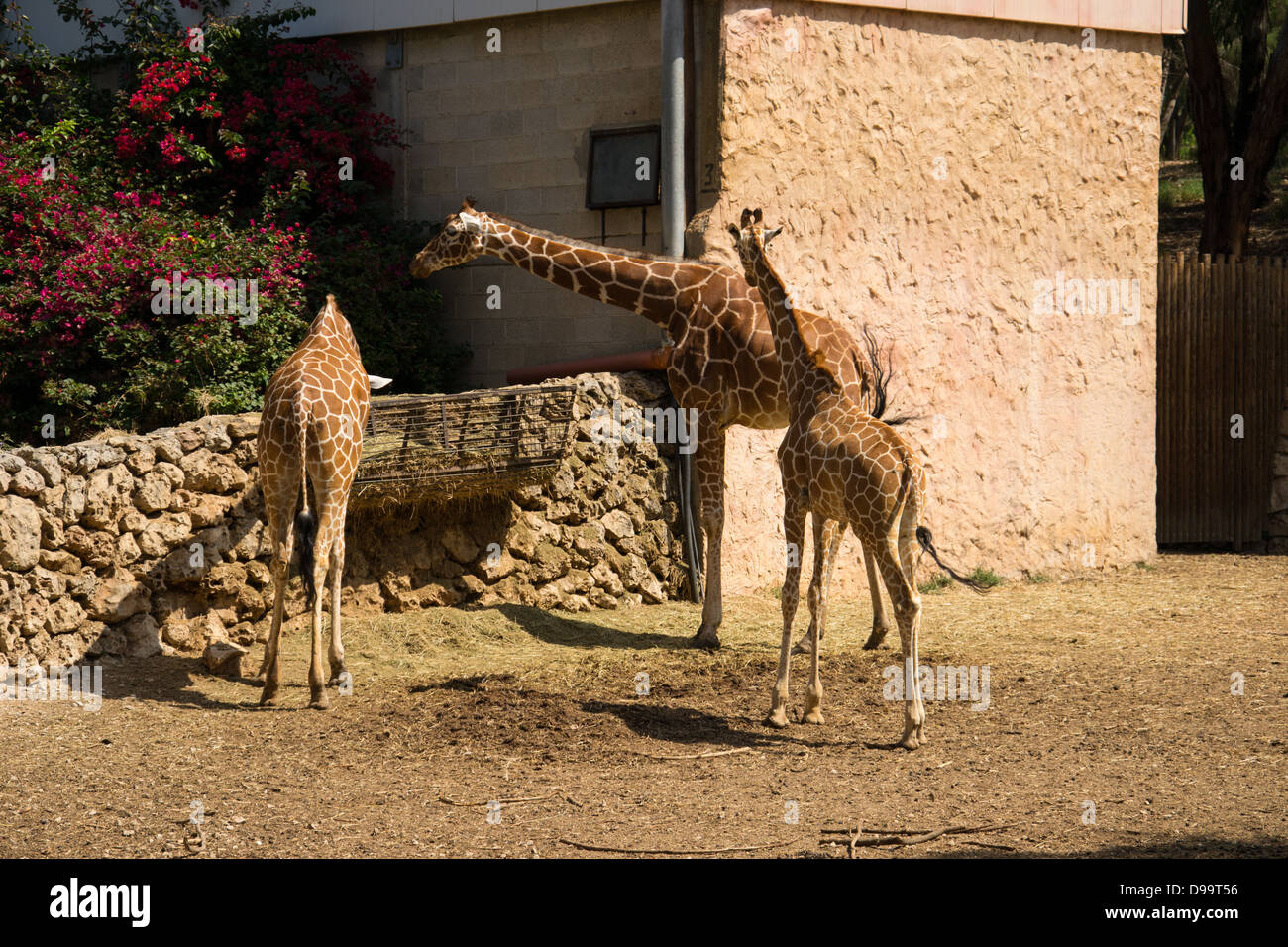 A giraffe family out for a morning eat Stock Photo