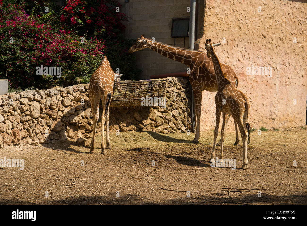 A giraffe family out for a morning eat Stock Photo