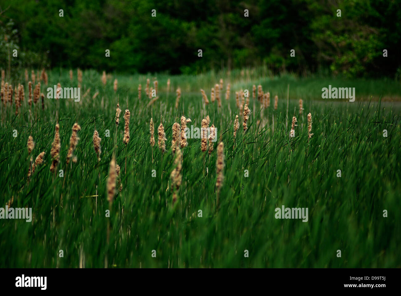 Fresh green leaves reeds hi-res stock photography and images - Alamy