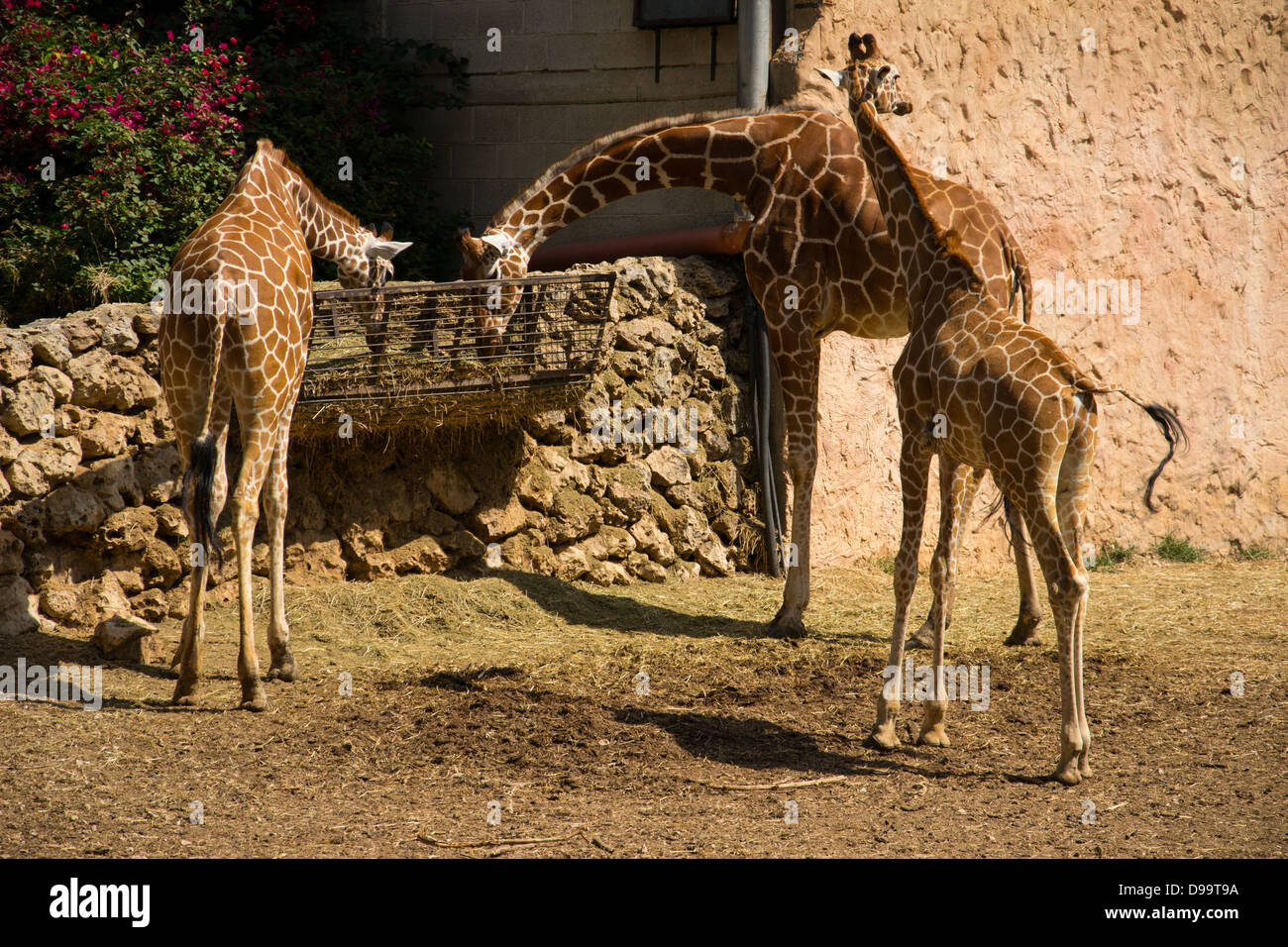 A giraffe family out for a morning eat Stock Photo