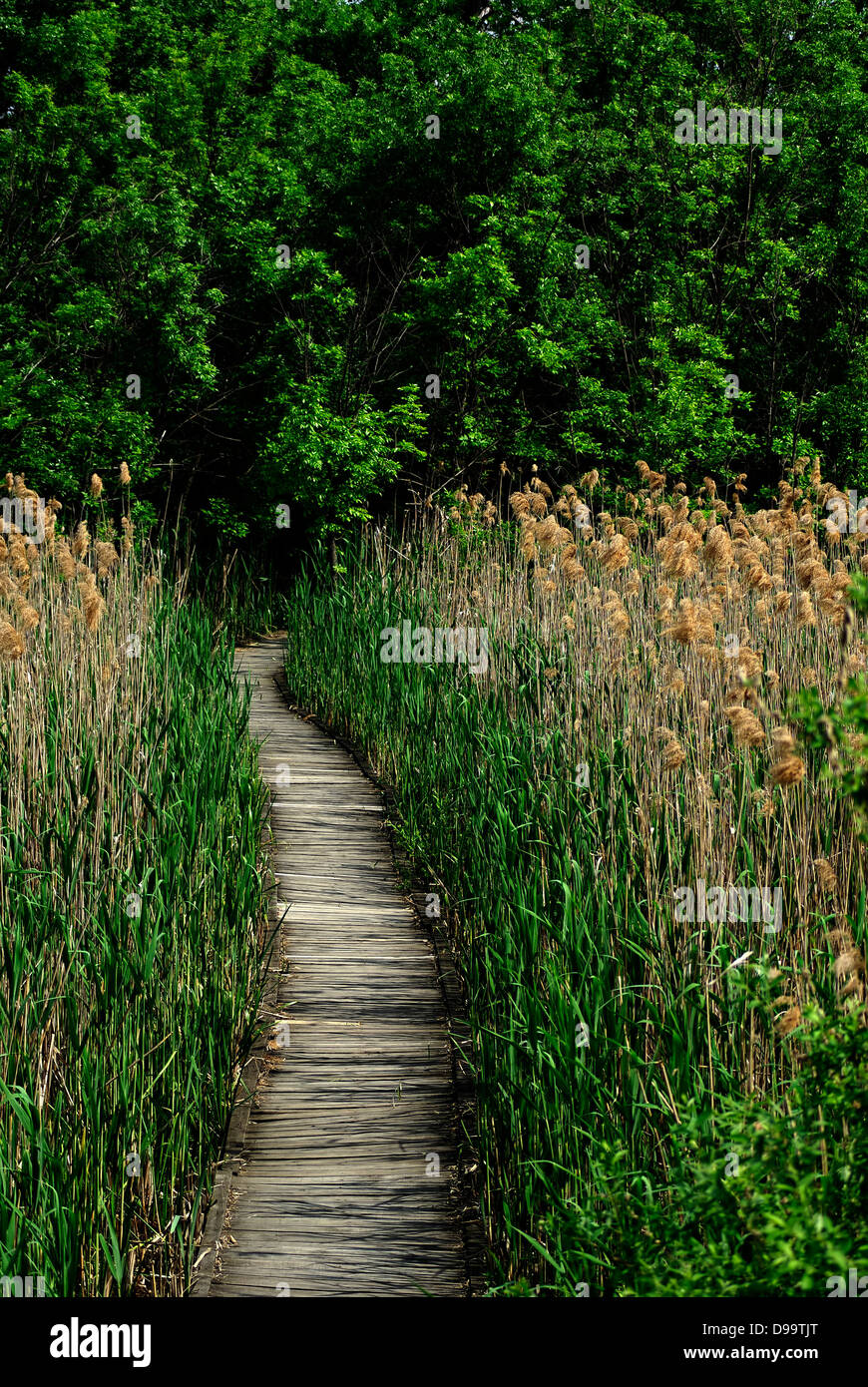Fresh green leaves reeds hi-res stock photography and images - Alamy