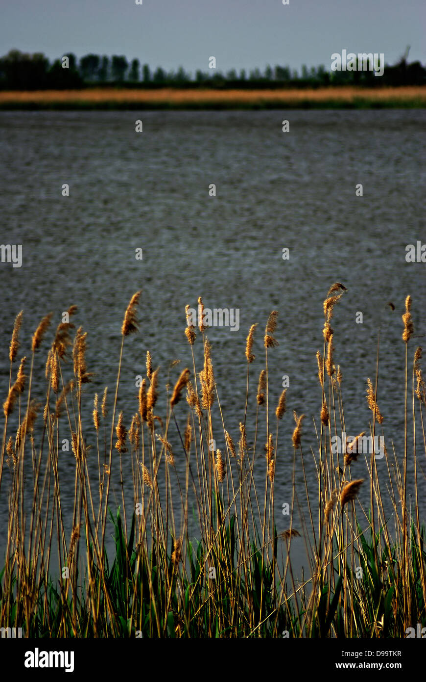 Sunny Reed Reed horizon hi-res stock photography and images - Alamy