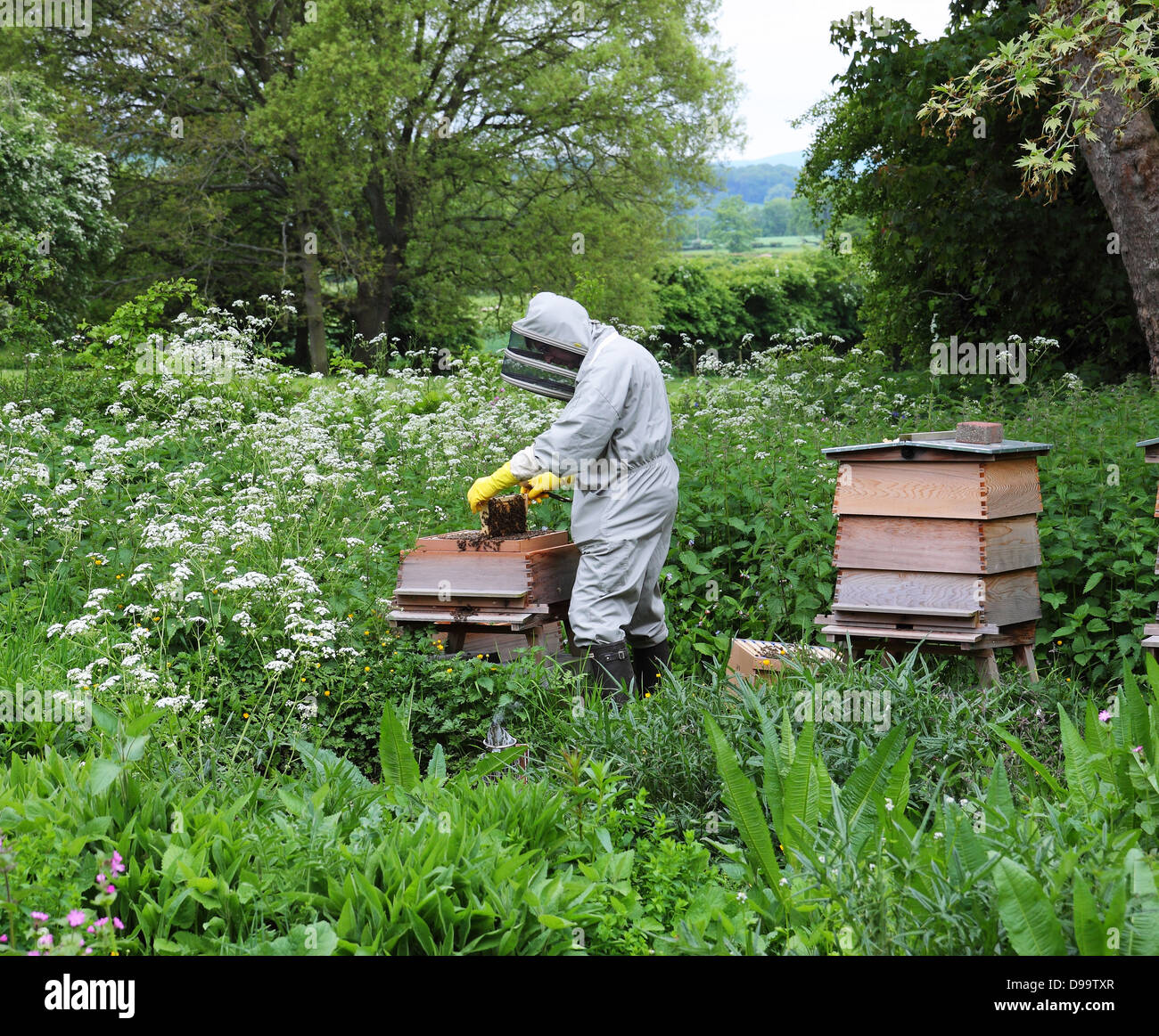 Man wearing protective clothing collecting honey from a beehive Stock Photo