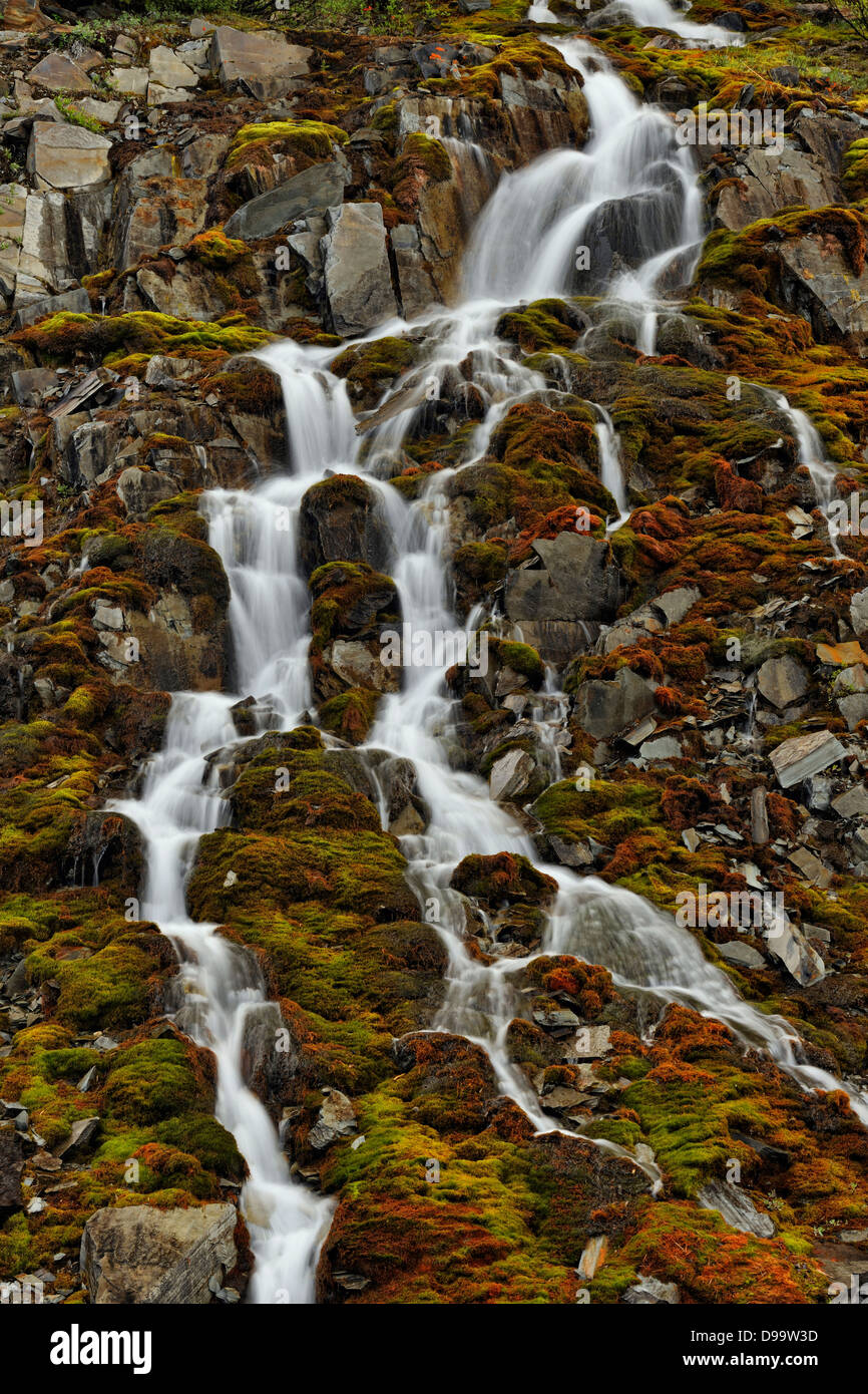 Mossy cascade with snowmelt runoff Banff National Park Alberta Canada
