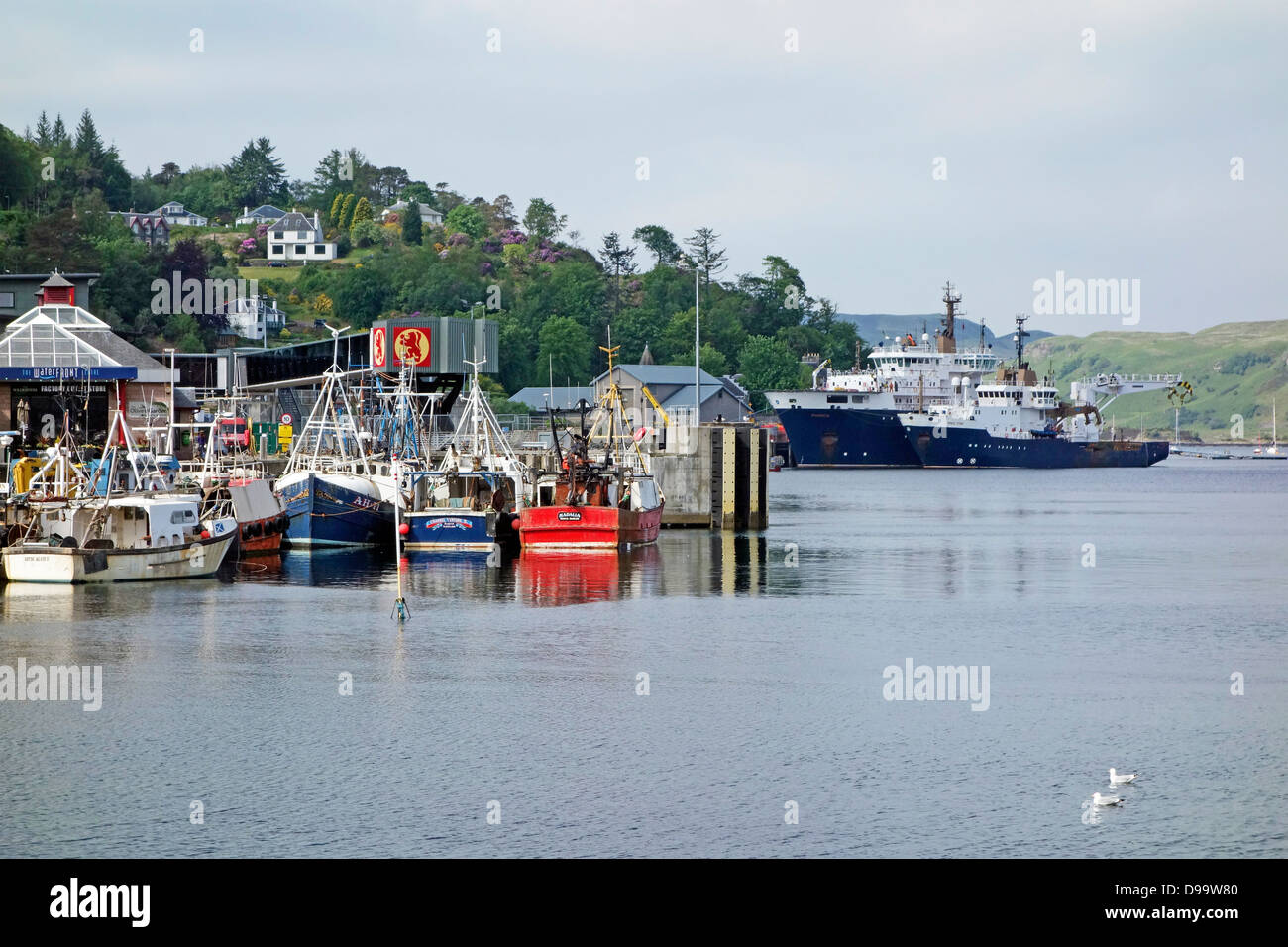 Fishing boats moored in Oban Harbour Scotland with Northern Lighthouse board vessels NLV Pharos and Pole Star right Stock Photo