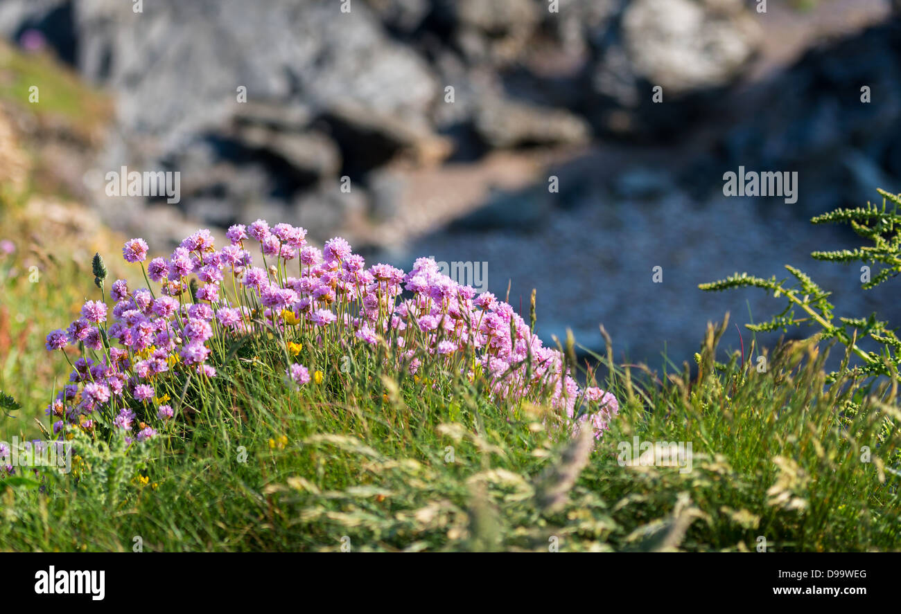 Thurlestone, Devon, UK. June 3rd 2013. Armeria, otherwise known commonly as sea Pinks or Thrift. Stock Photo