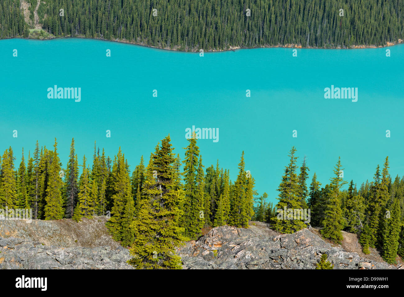 Peyto Lake Banff National Park Alberta Canada Stock Photo - Alamy
