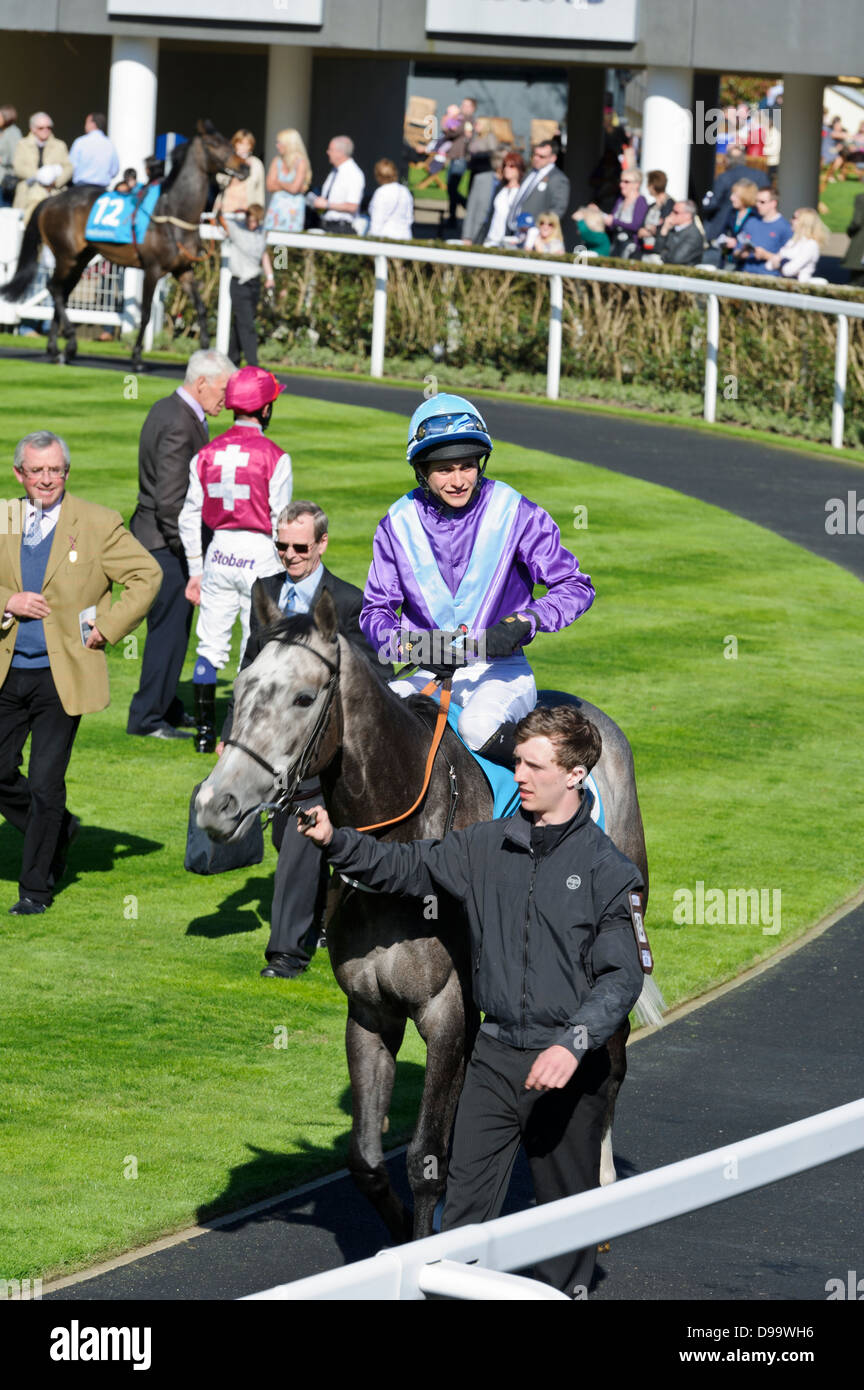 Horse mounted by jockey in horse enclosure, Ascot Racecourse, London
