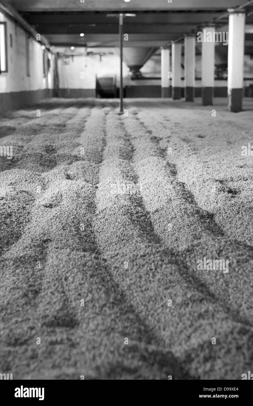 Black and White image of barley left out to dry and germinate in a distillery in Scotland Stock Photo