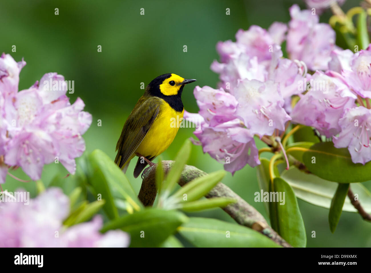 Hooded Warbler perching in Rhododendron Blossoms bird songbird Ornithology Science Nature Wildlife Environment Stock Photo