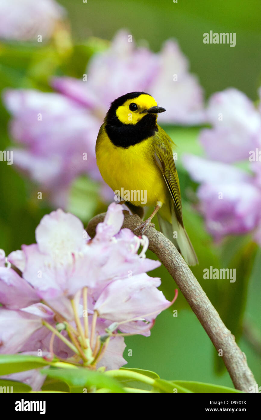 Hooded Warbler perching in Rhododendron Blossoms - vertical bird songbird Ornithology Science Nature Wildlife Environment Stock Photo