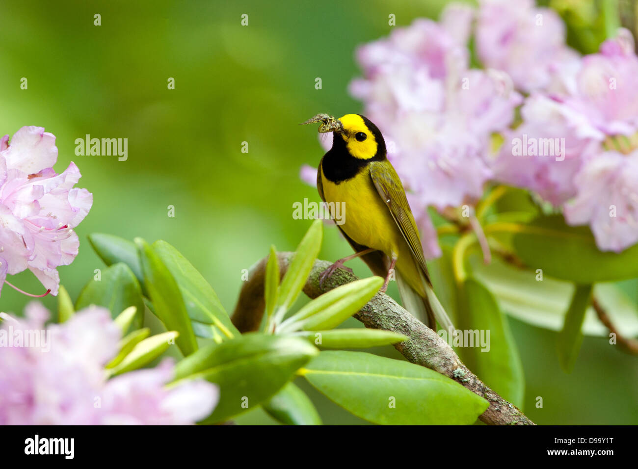 Hooded Warbler perching in Rhododendron Blossoms with Insect bird ...