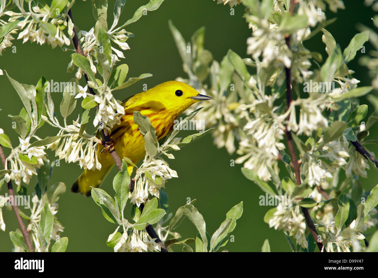 Yellow Warbler perching in Autumn Olive Blossoms bird songbird Ornithology Science Nature Wildlife Environment Stock Photo