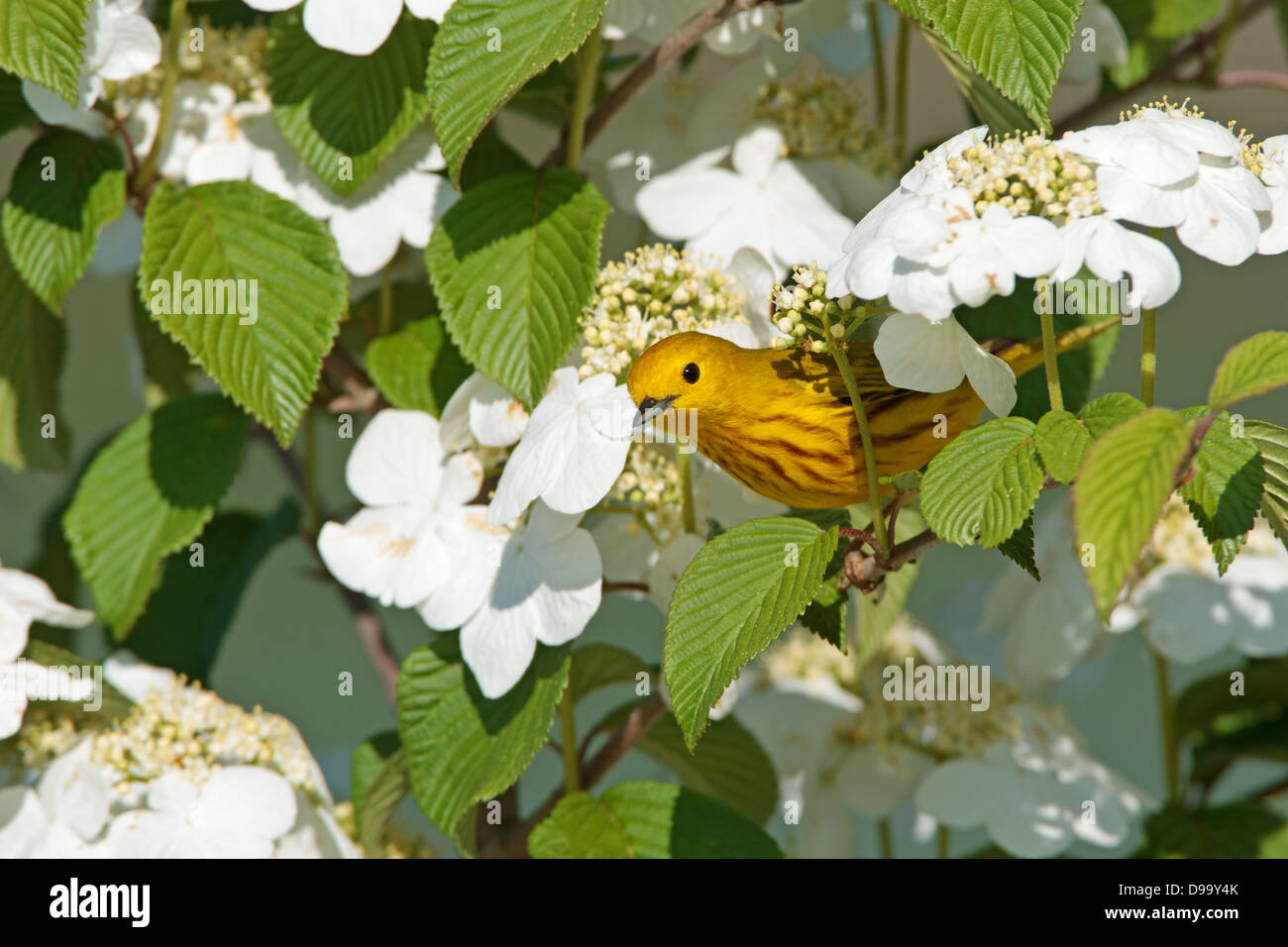 Yellow Warbler perching in Vibernum Blossoms bird songbird Ornithology Science Nature Wildlife Environment Stock Photo