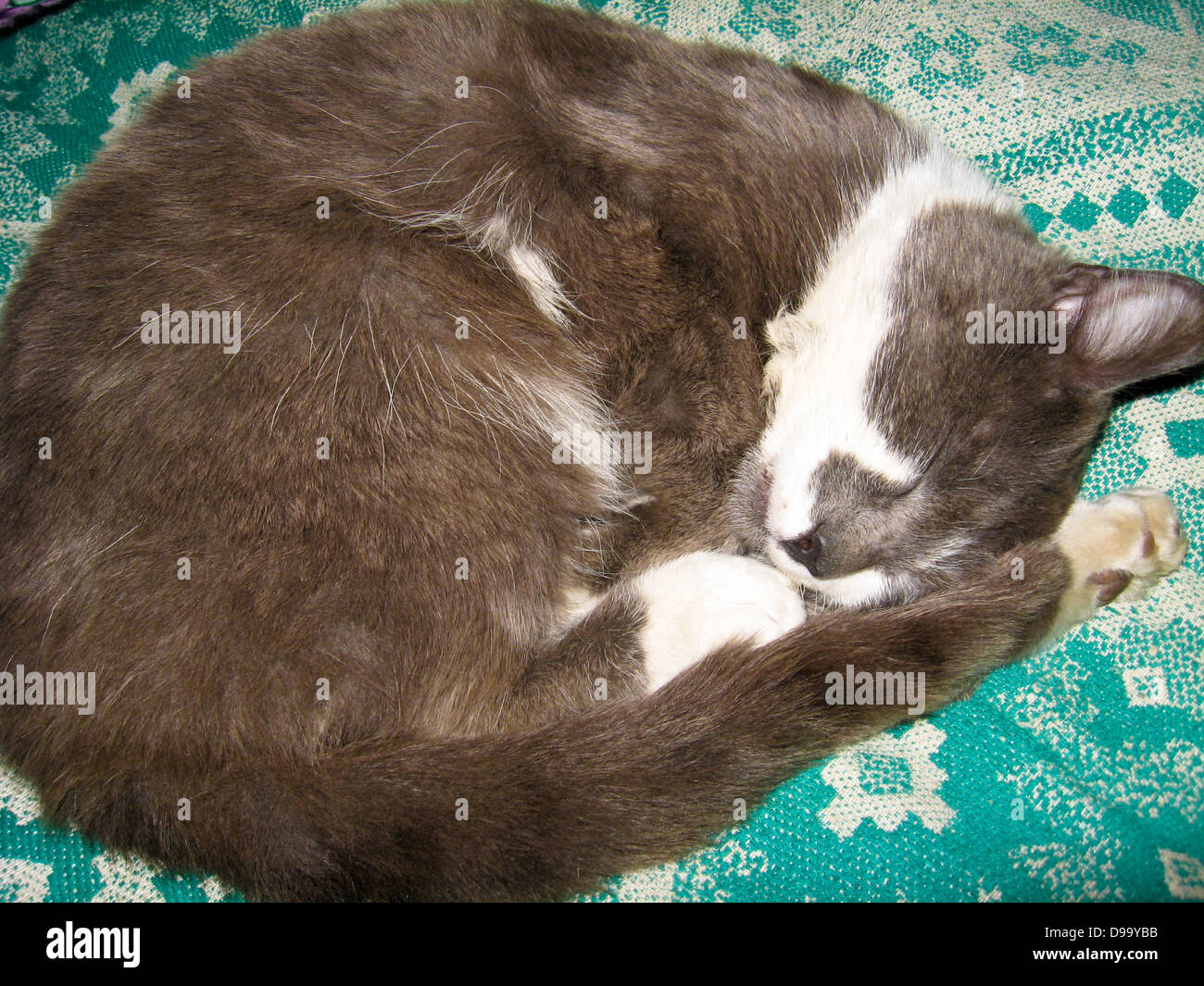 The gray and nice cat sleeps on a sofa Stock Photo - Alamy