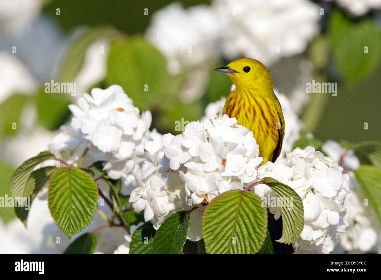 Yellow Warbler perching in Oakleaf Hydrangea Blossoms bird songbird Ornithology Science Nature Wildlife Environment Stock Photo