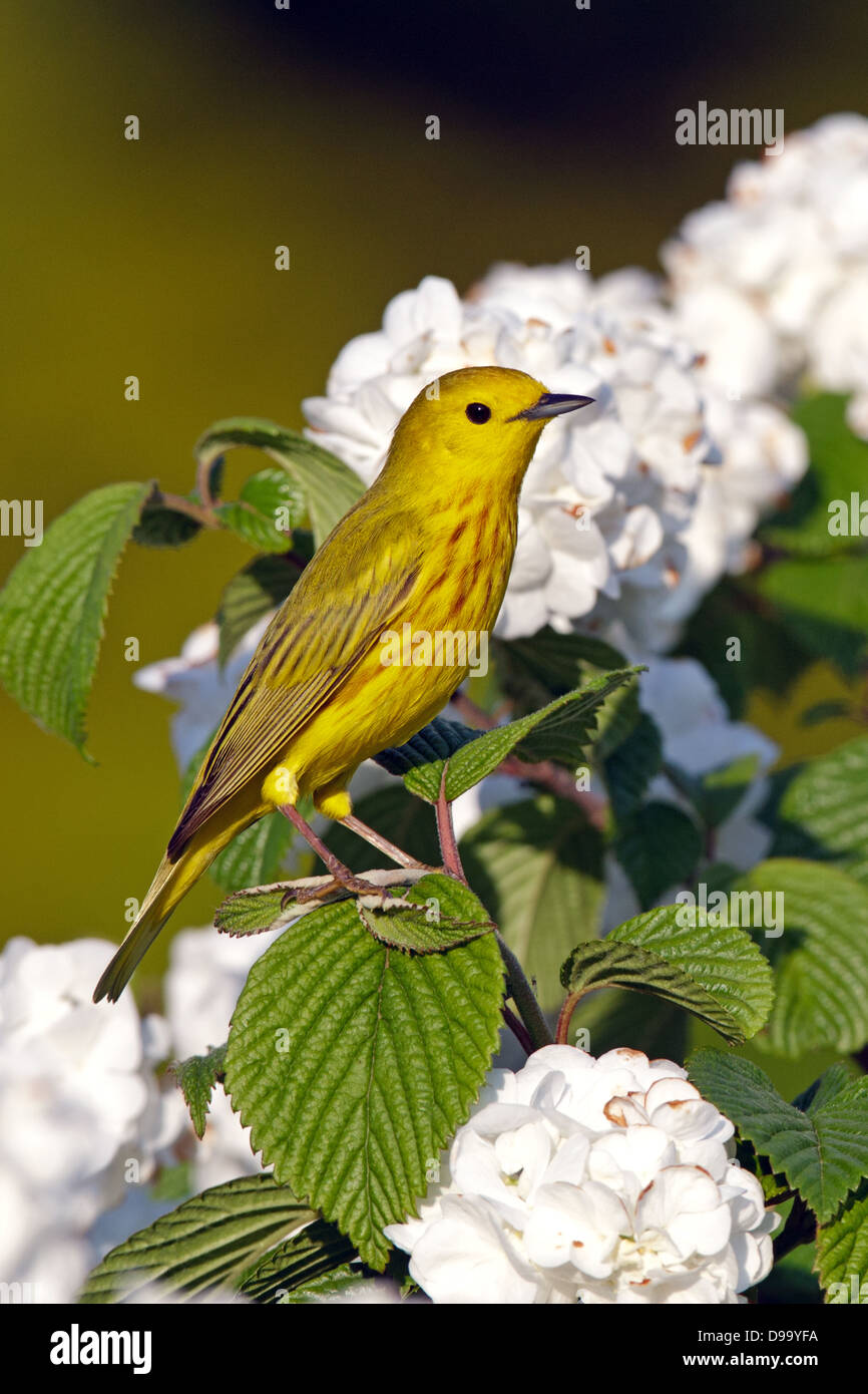 Yellow Warbler perching in Oakleaf Hydrangea Blossoms - vertical bird songbird Ornithology Science Nature Wildlife Environment Stock Photo
