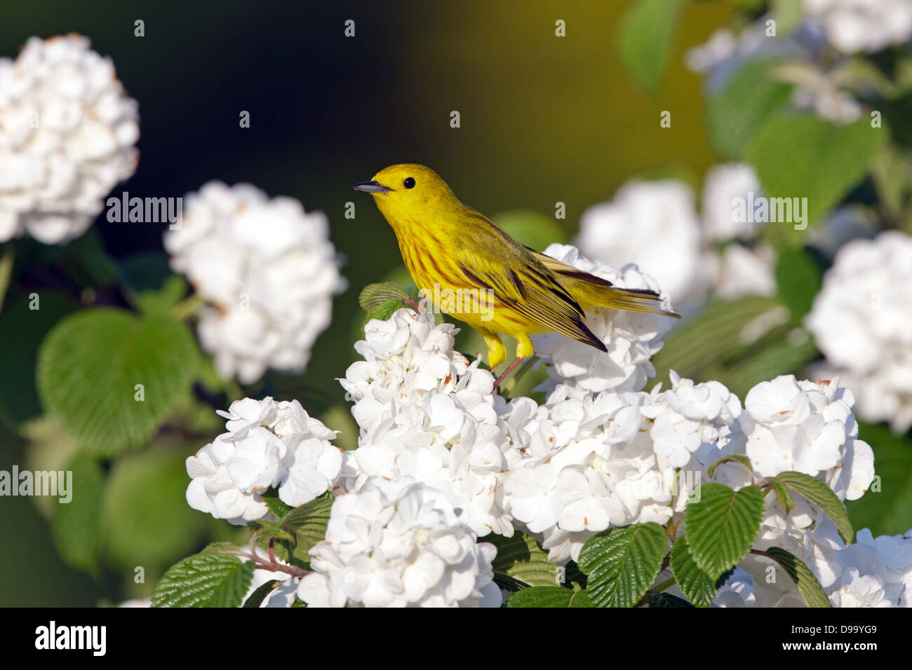 Yellow Warbler perching in Oakleaf Hydrangea Blossoms bird songbird Ornithology Science Nature Wildlife Environment Stock Photo