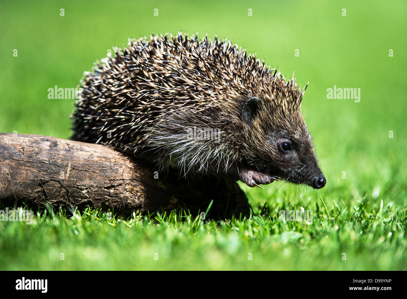 Spiky quills hires stock photography and images Alamy