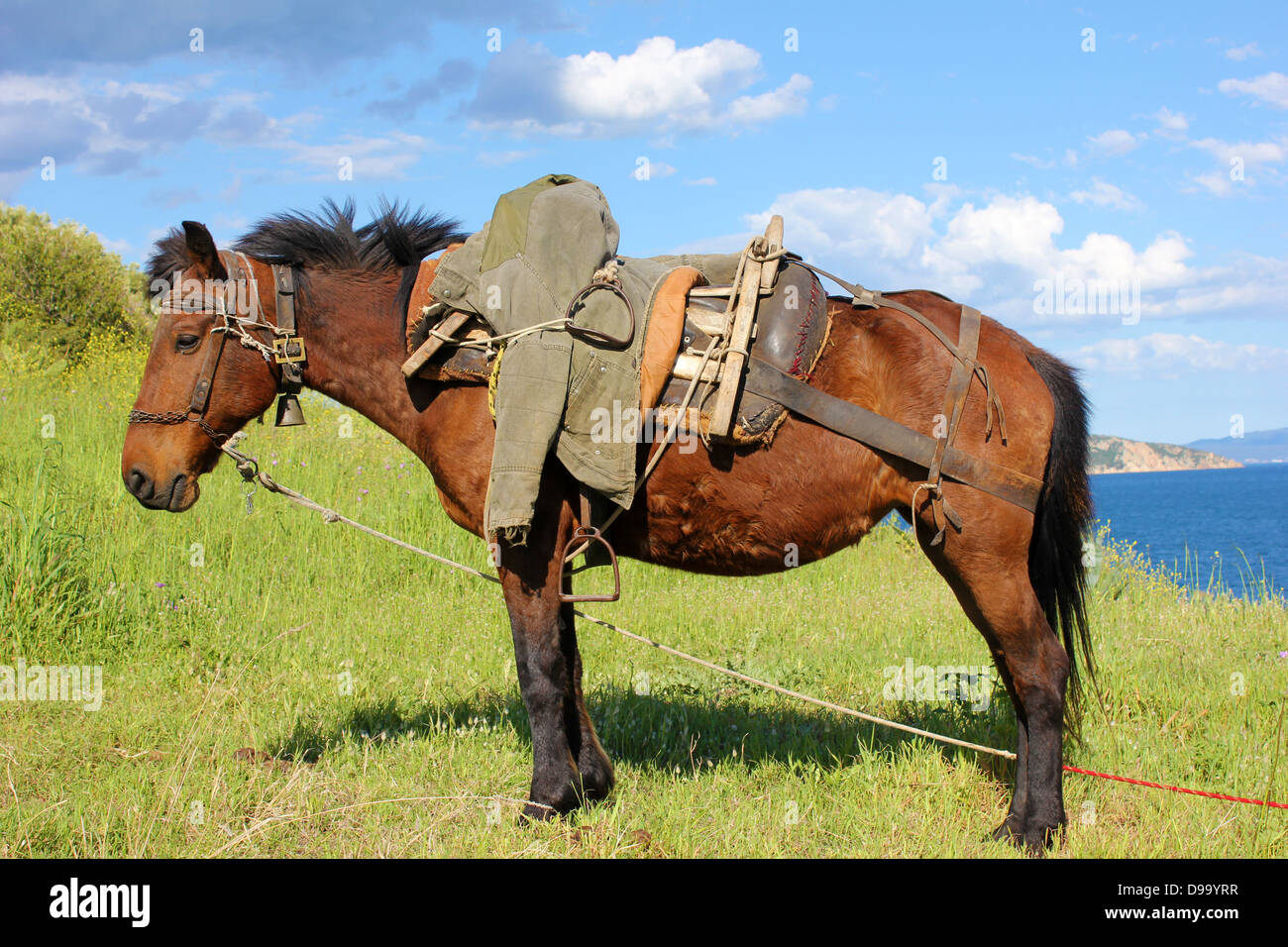 Mule in Pyrgadikia Chalkidiki, Greece Stock Photo