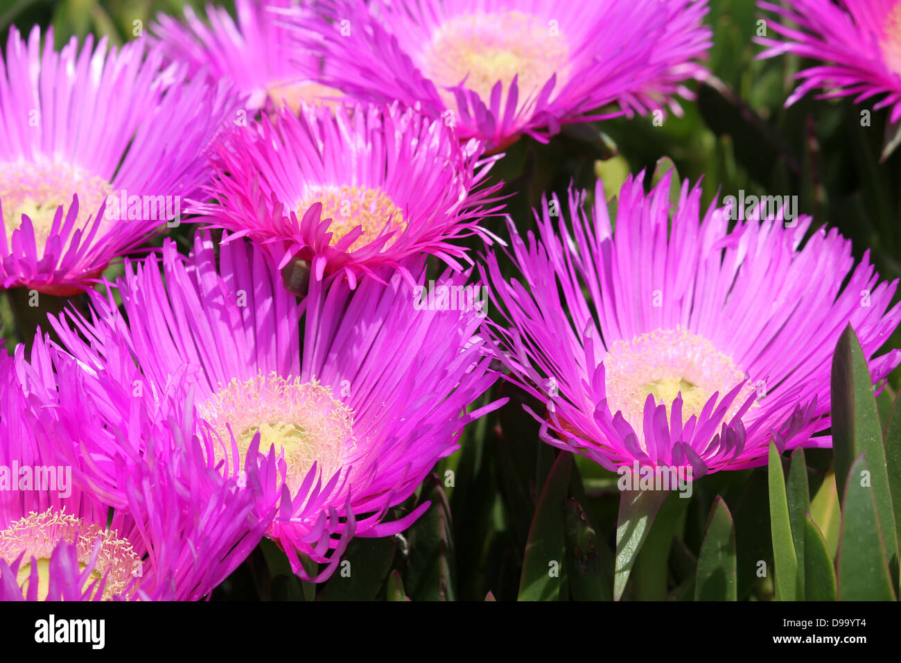 Mesembryanthemum Pink Wild Flowers Close Up Stock Photo