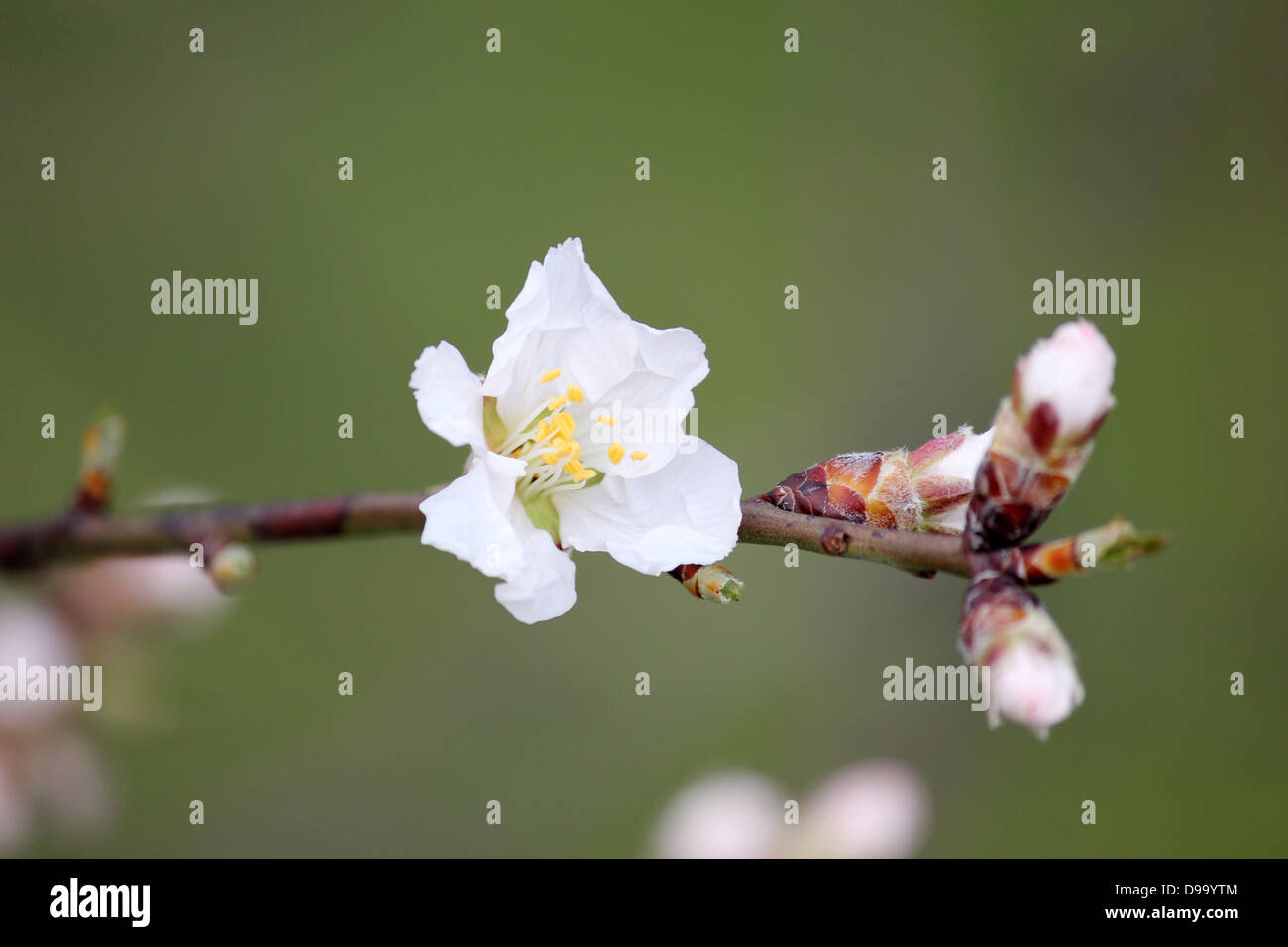 Almond tree flower close up Stock Photo