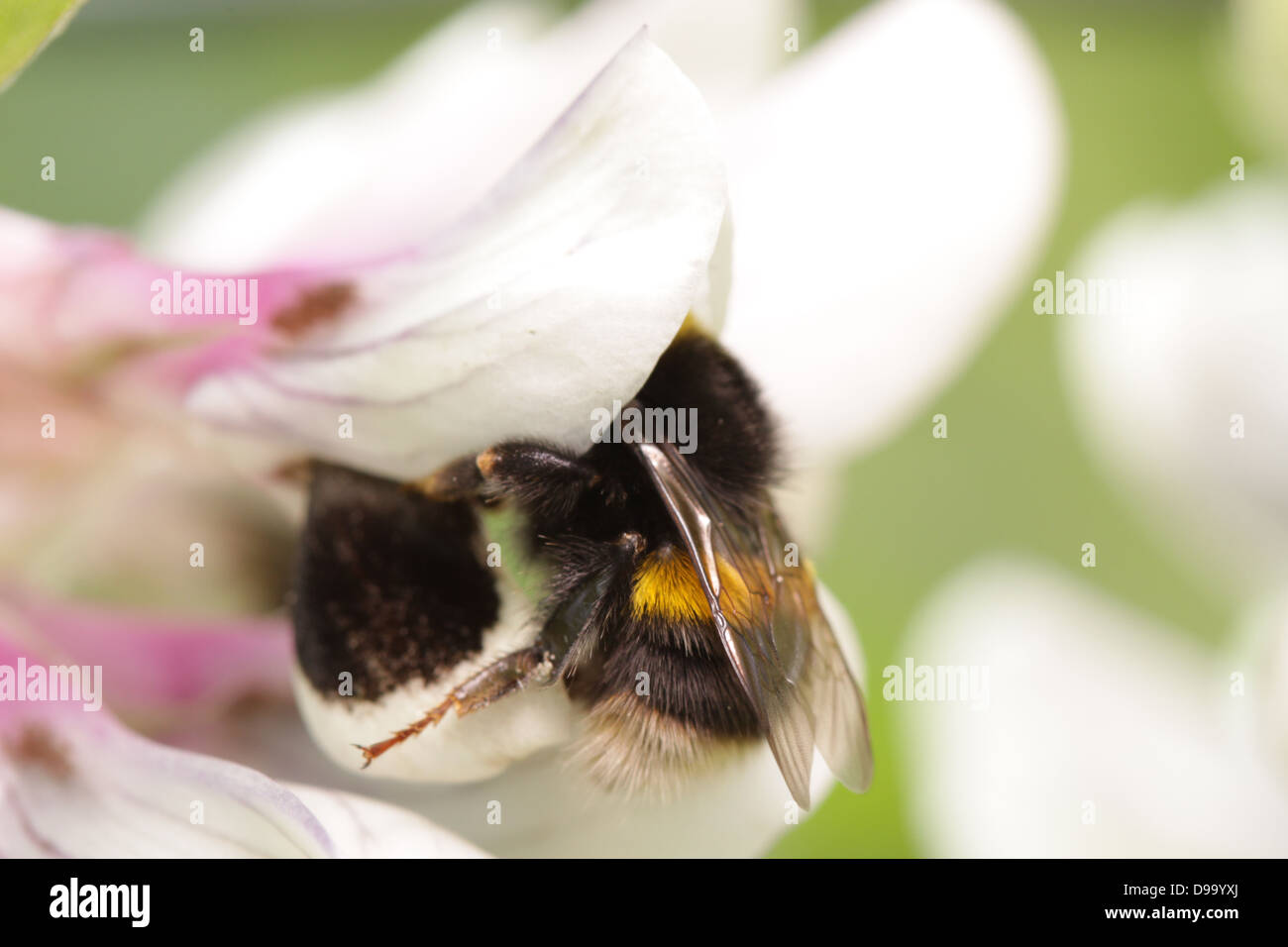 Bumblebee pollinating broad bean (Vicia faba) Stock Photo