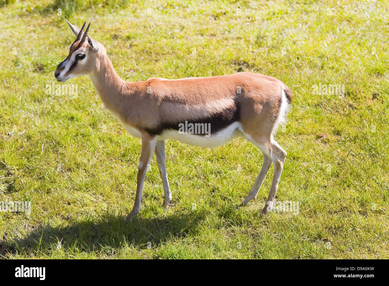 African Mhorr gazelle standing on grass in sunshine Stock Photo