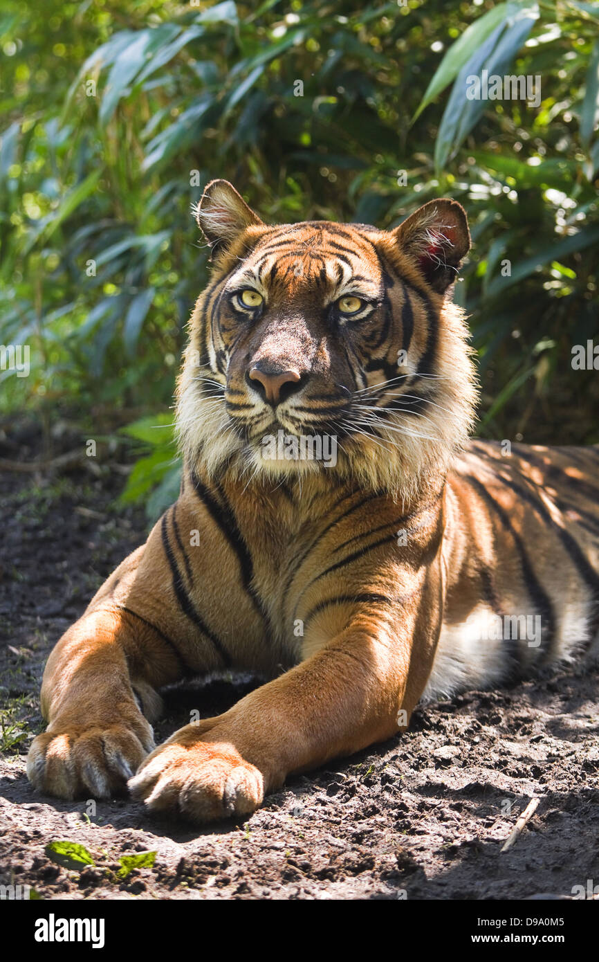 Bengal- or Asian tiger in morning sun with background of bamboo bushes Stock Photo