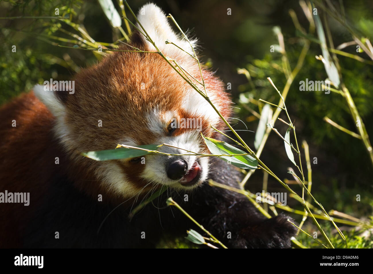 Red panda in morning sunshine eating bamboo Stock Photo