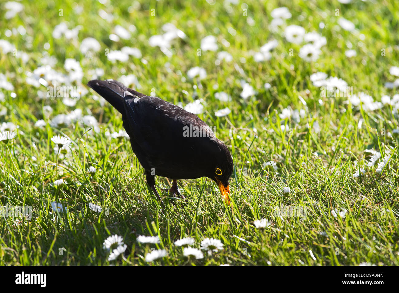 Male Blackbird searching food to feed nestlings or baby birds on evening in spring Stock Photo