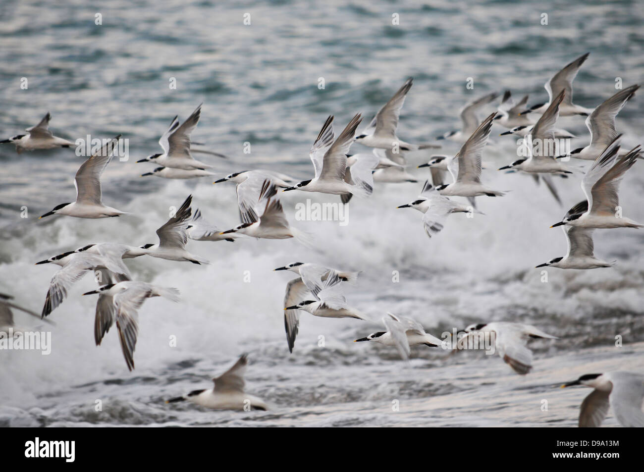 Large flock of sea birds flying acroos the waves at a bech in Panama Stock Photo