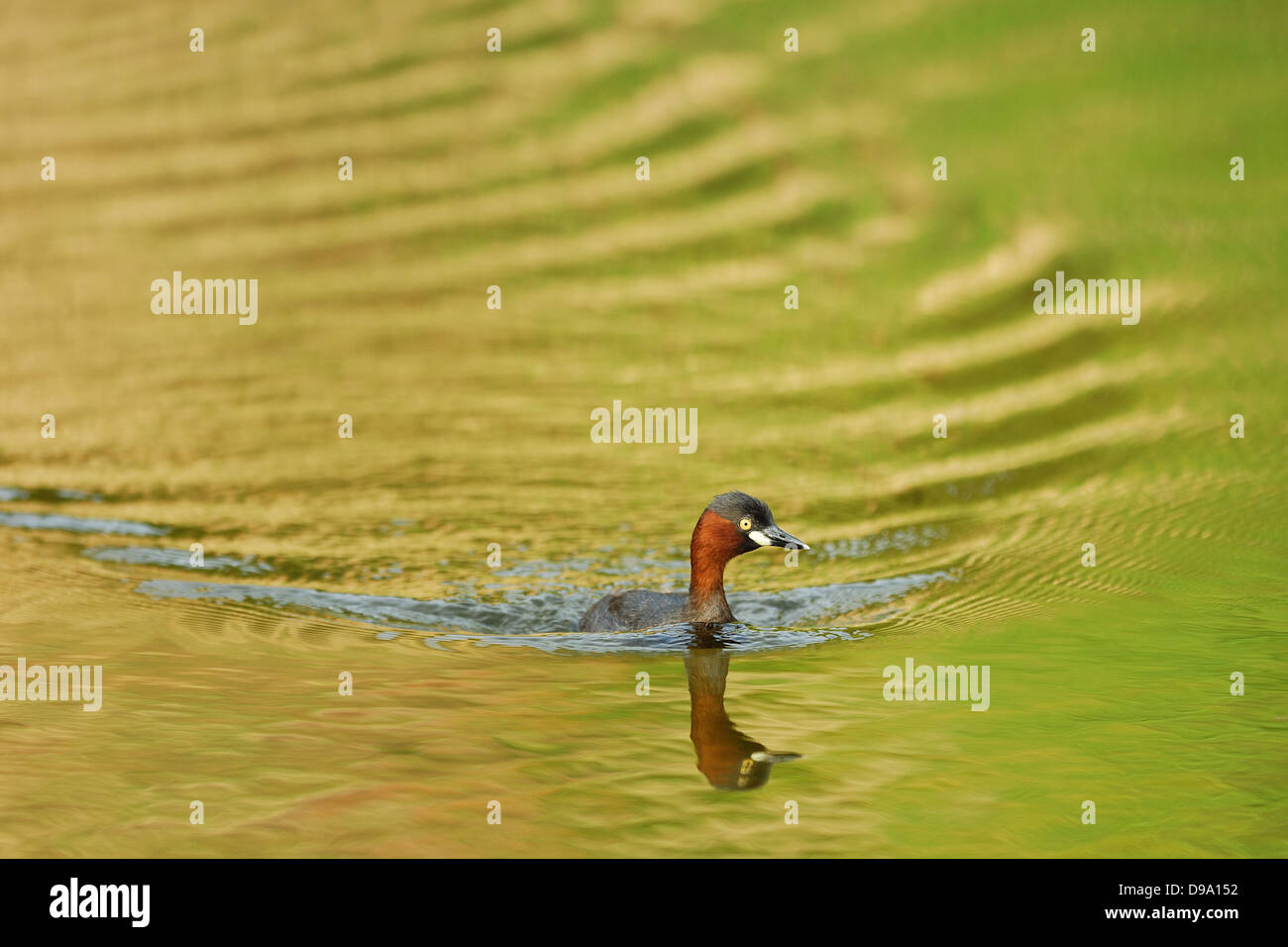 Water bird swimming in lake Stock Photo