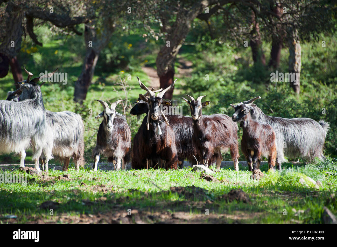 Goats, cork oak forest, Geraci Siculo, Madonie, Sicily, Italy, Girgentana goat , Ziegen, Korkeiche, Geraci Siculo, Madonie, Sizi Stock Photo