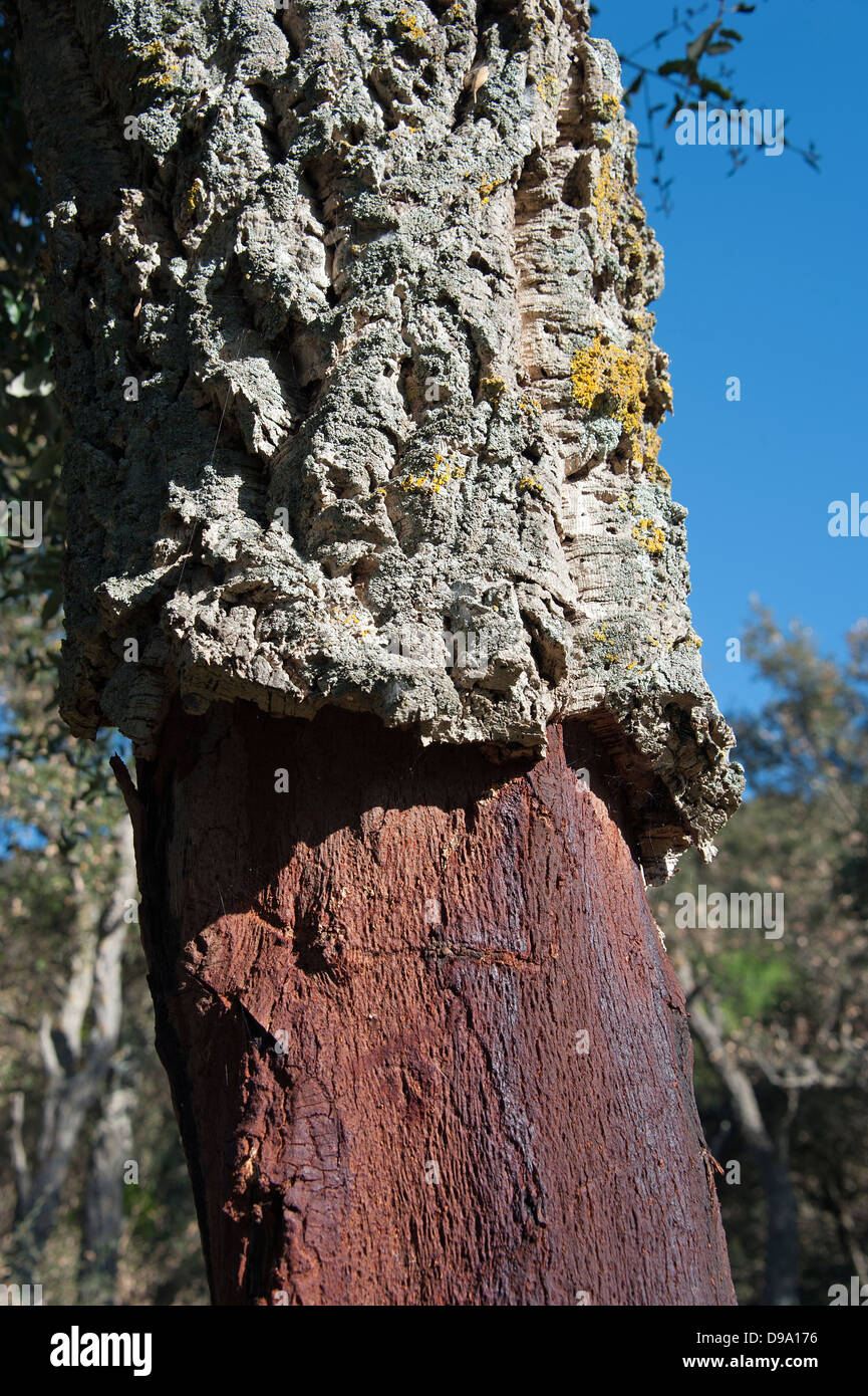 Cork oak, Geraci Siculo, Madonie, Sicily, Italy, Cork oak forest , Korkeiche, Geraci Siculo, Madonie, Sizilien, Italien, Korkeic Stock Photo