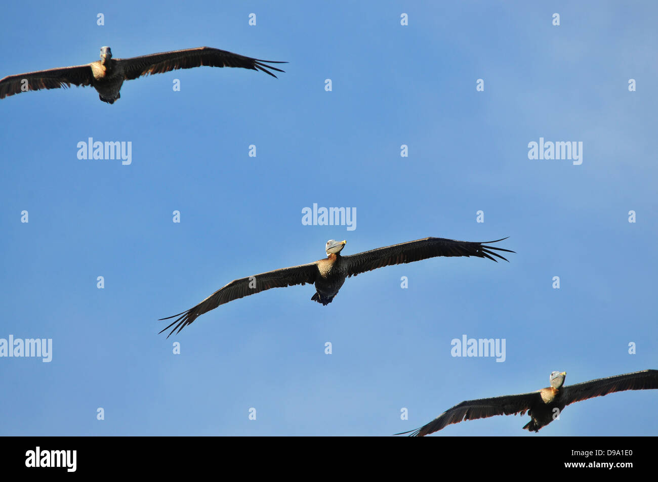 Close up of a formation of brown Pelicans in flight Stock Photo