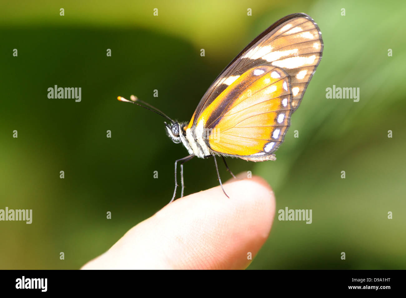Tiny tiger mimic butterfly posed on a finger tip Stock Photo