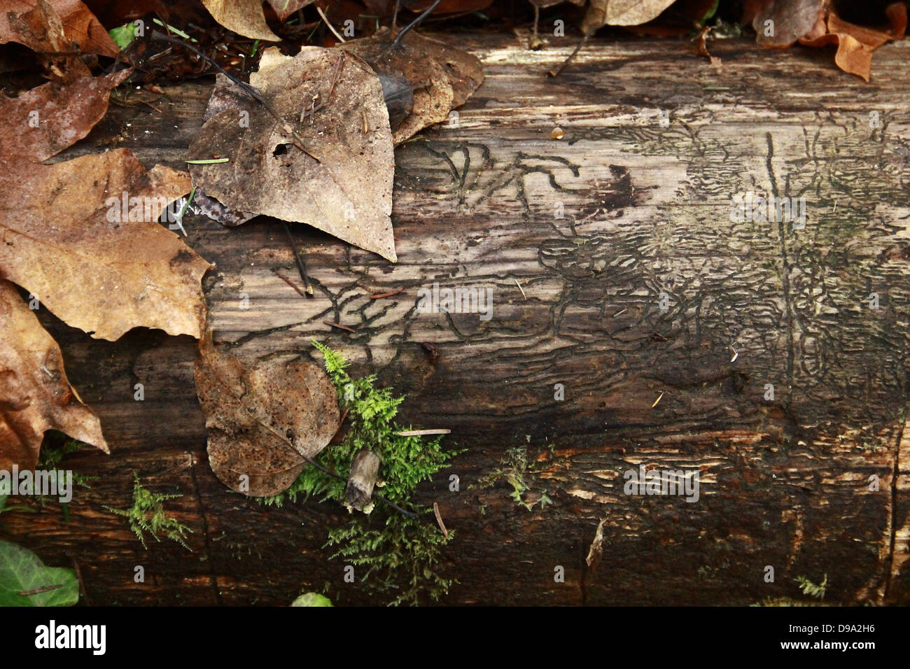 Inscribed inscription hi-res stock photography and images - Alamy