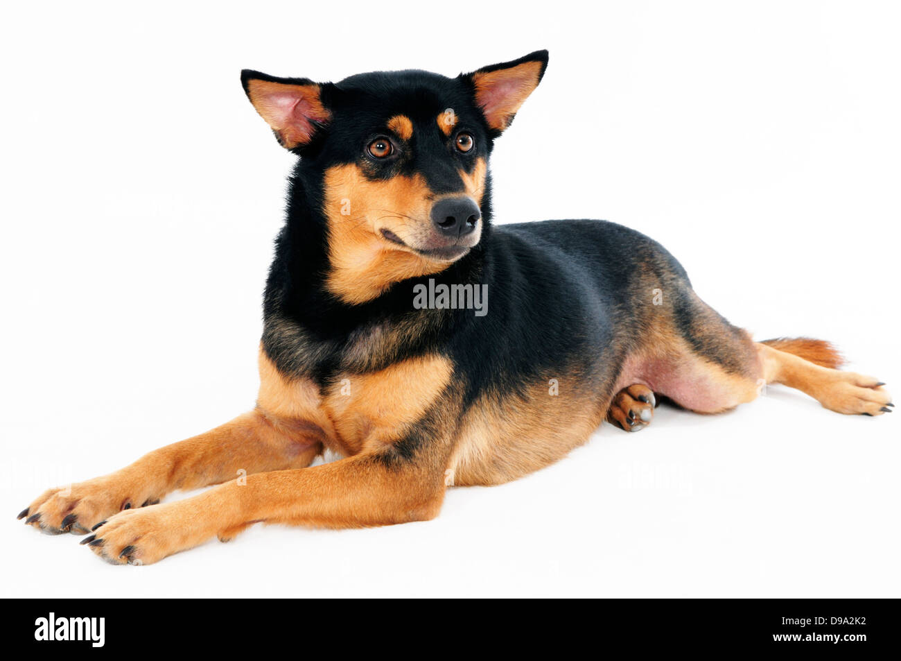 Cute dog lying on floor Stock Photo - Alamy