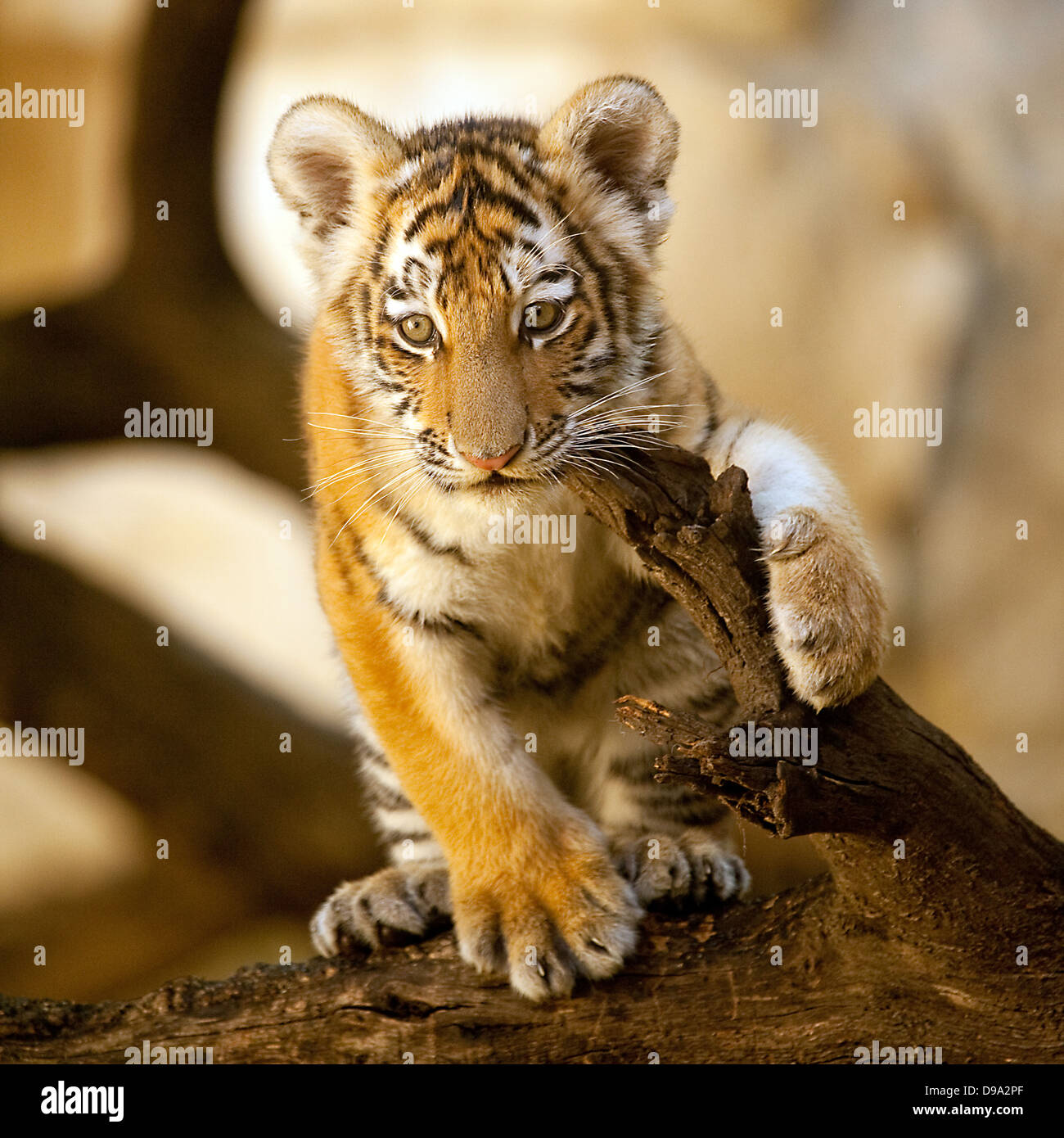 Tiger Cub Stock Photo