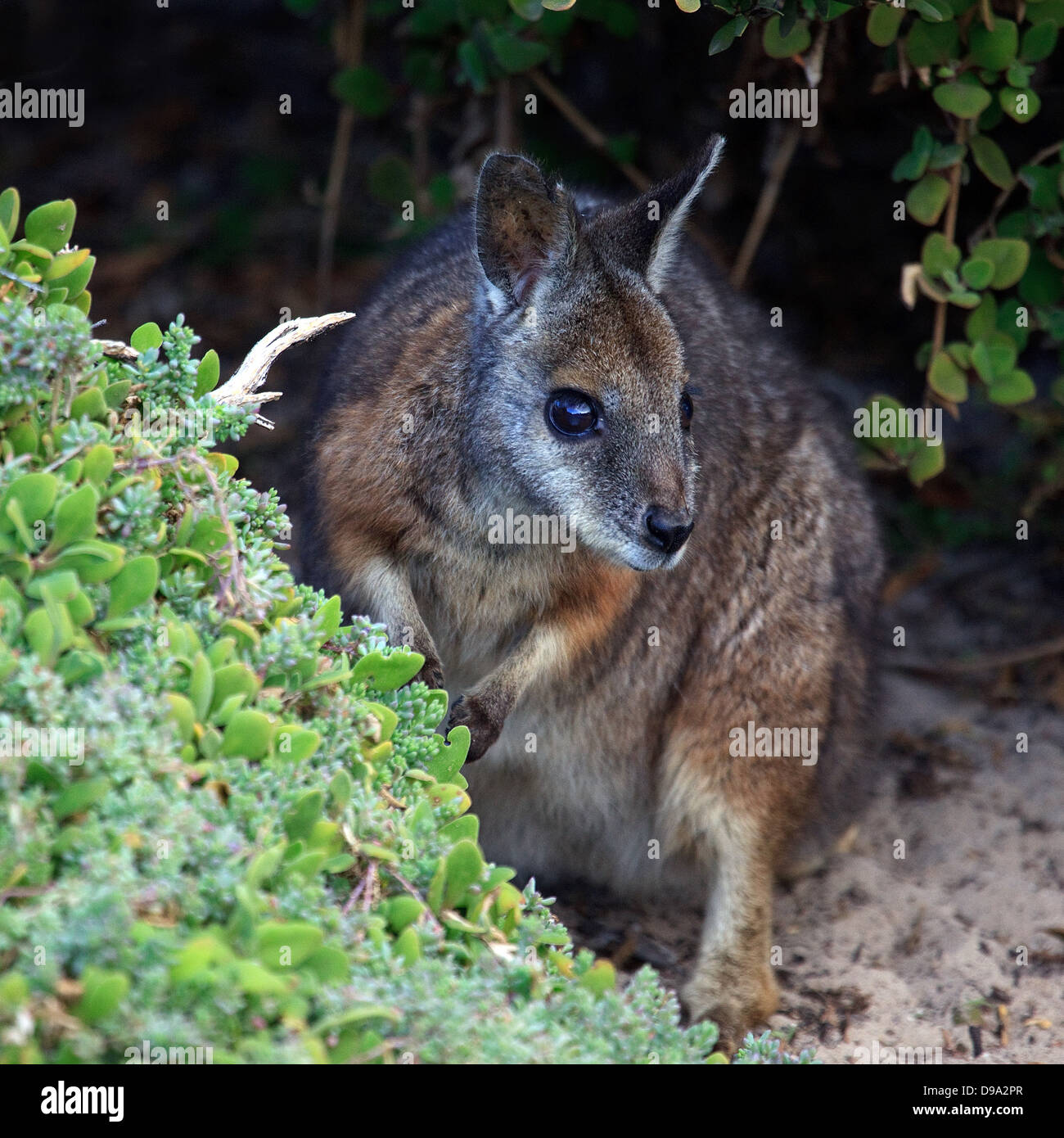Tammar Wallabies, Kangaroo Island, Australia Stock Photo