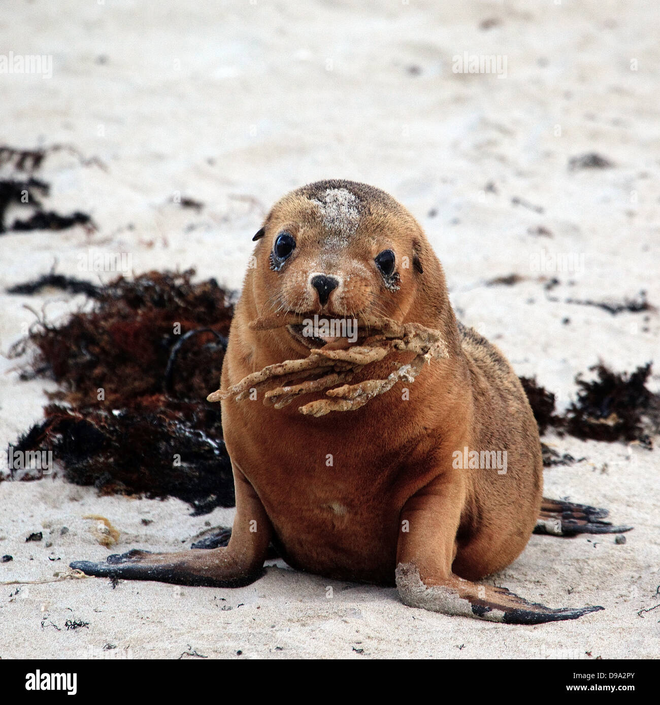 New Zealand Fur Seal, Kangaroo Island, Australia Stock Photo