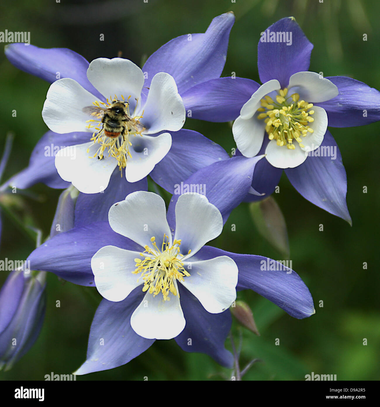 Columbine and Bee Stock Photo Alamy