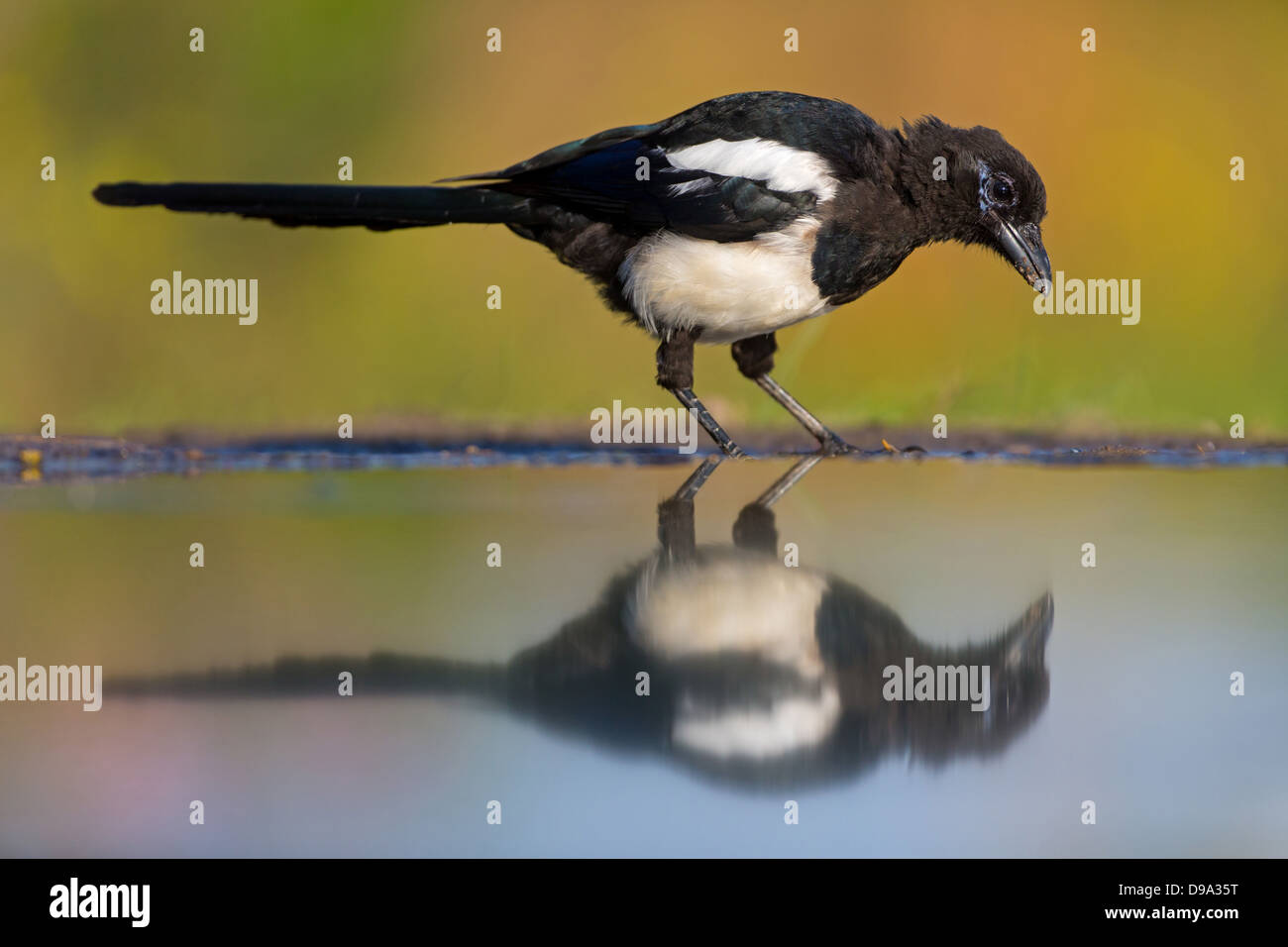 Black-billed Magpie, Magpie, Pica pica, Elster Stock Photo